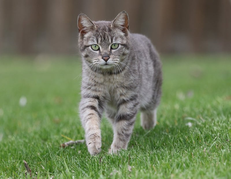 Focused walking
